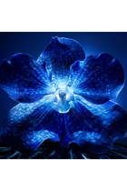 Orchidée Impériale The Longevity Rich Cream 