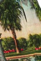 Paradise Shorts
