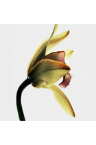Roasted Vanilla Eau de Parfum