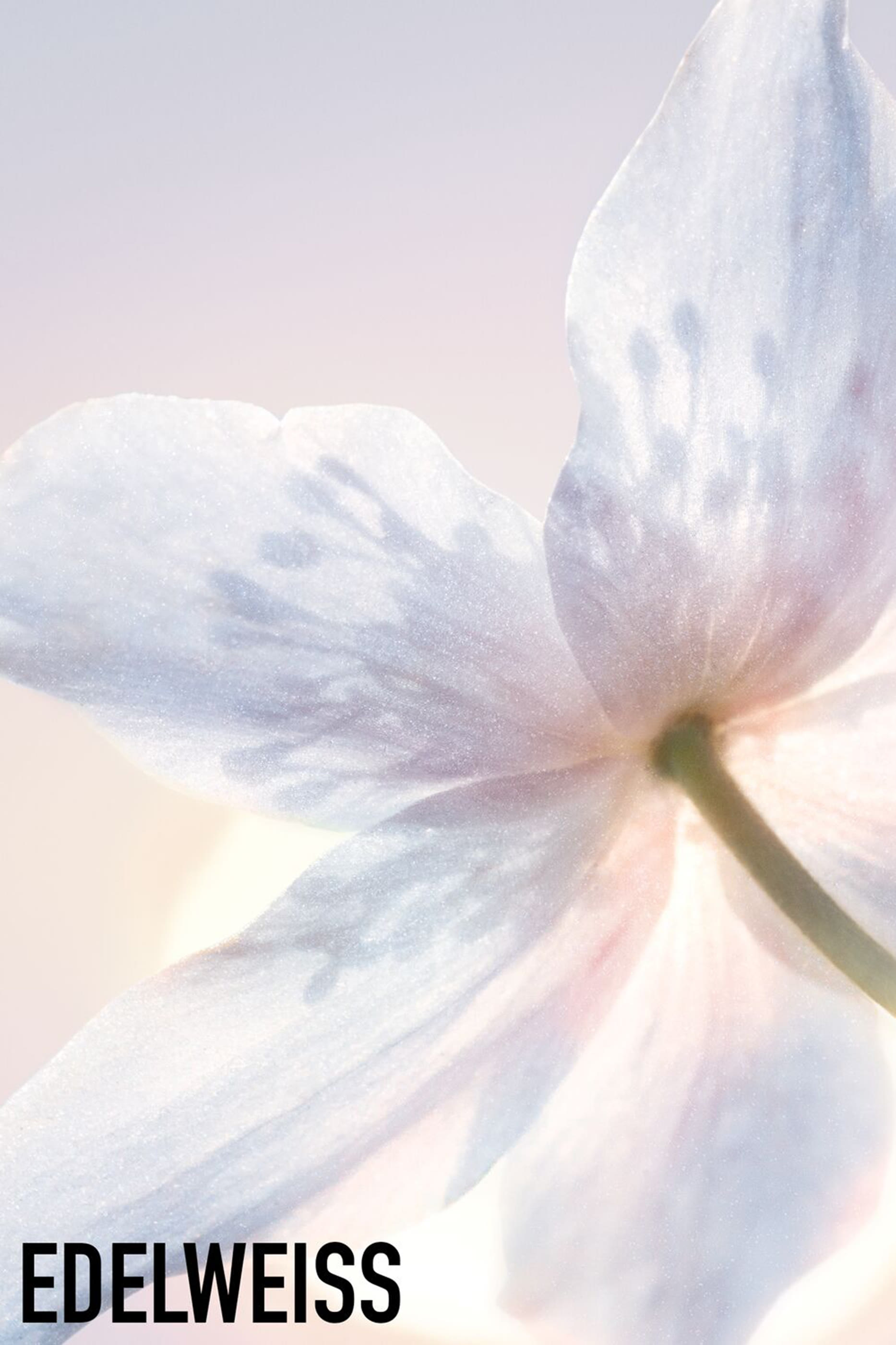 Diorsnow Essence of Light Purifying Brightening Foam