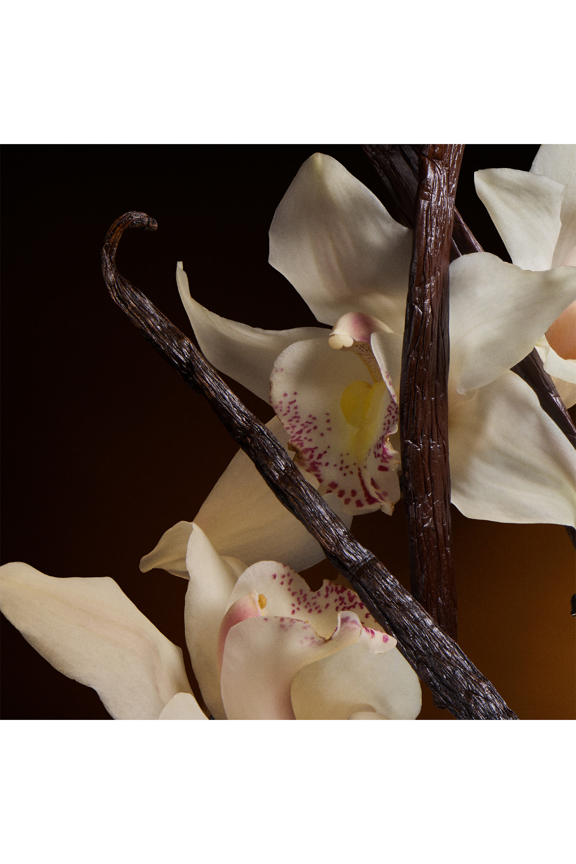 The One Eau de Parfum