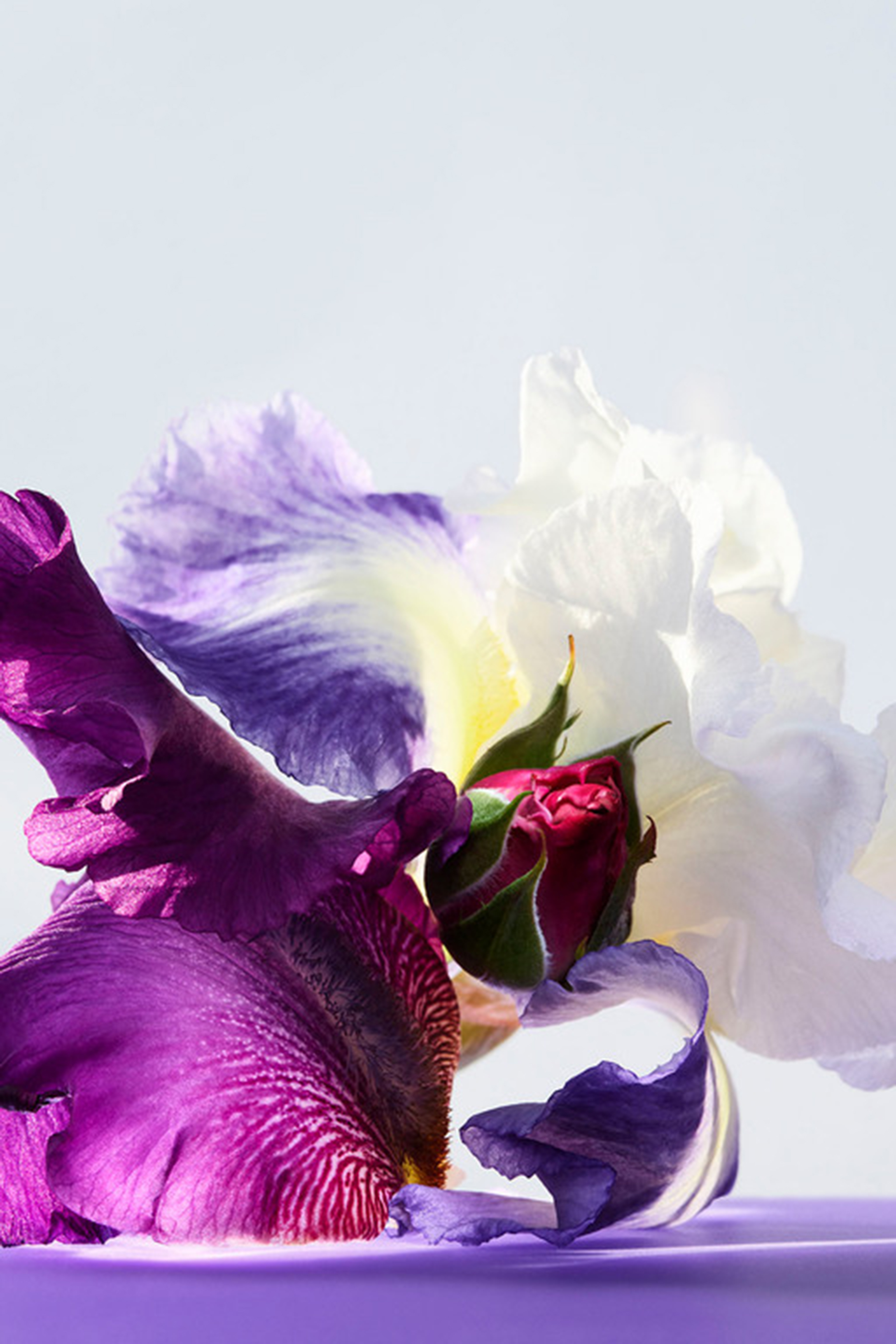 Omnia Amethyste Eau de Toilette