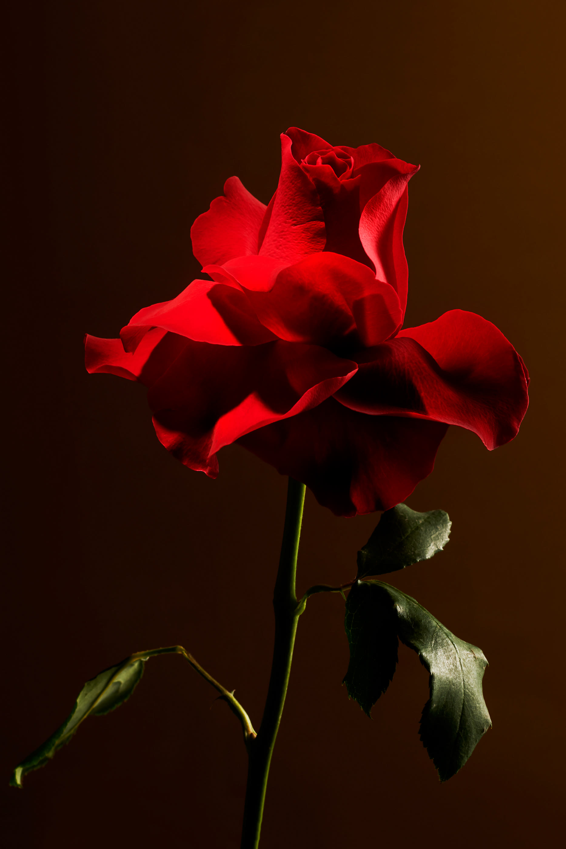 Imperial Rose Fragrance Sticks