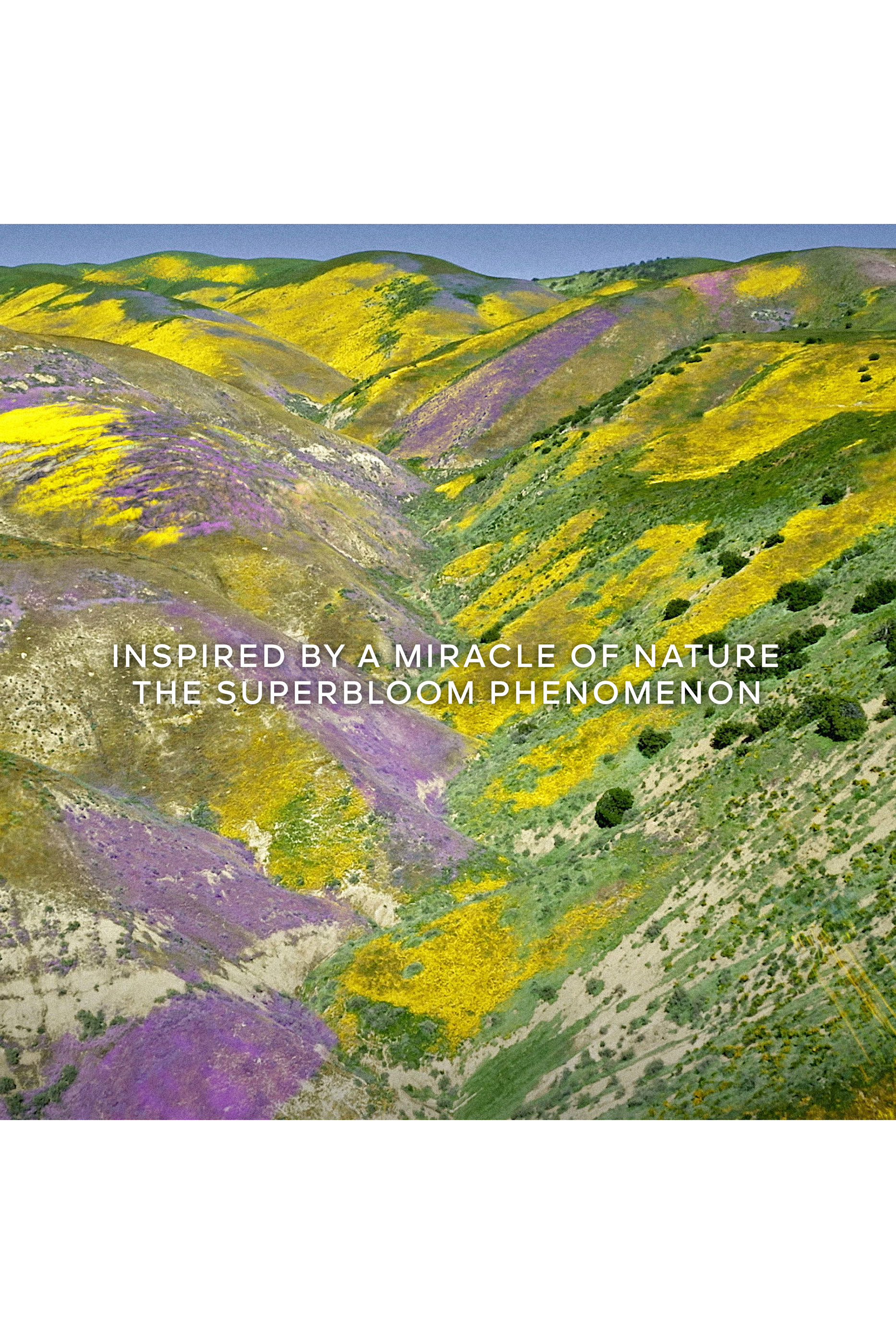 Aqua Allegoria Florabloom Forte Eau de Parfum