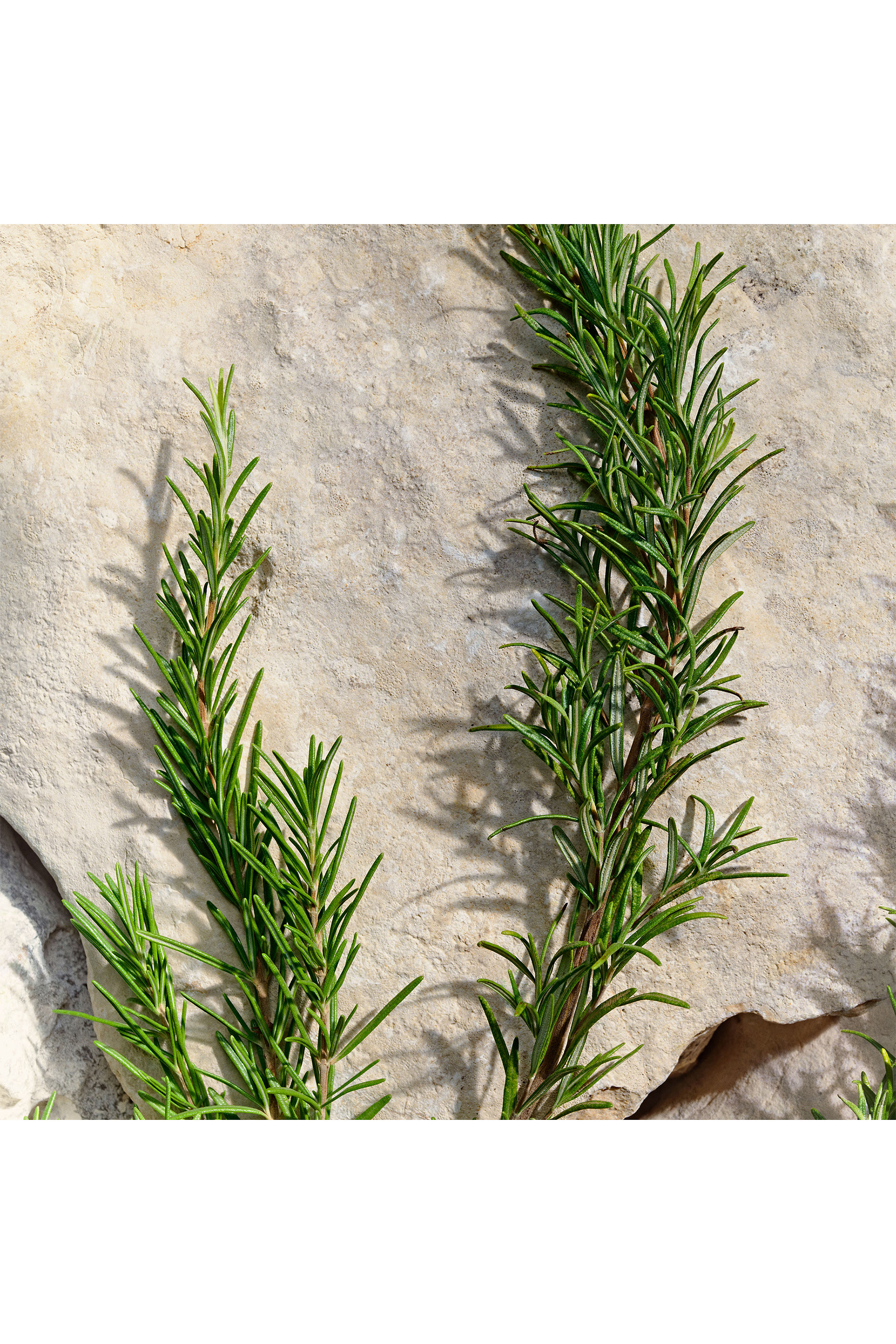 Light Blue Pour Homme Eau de Toilette