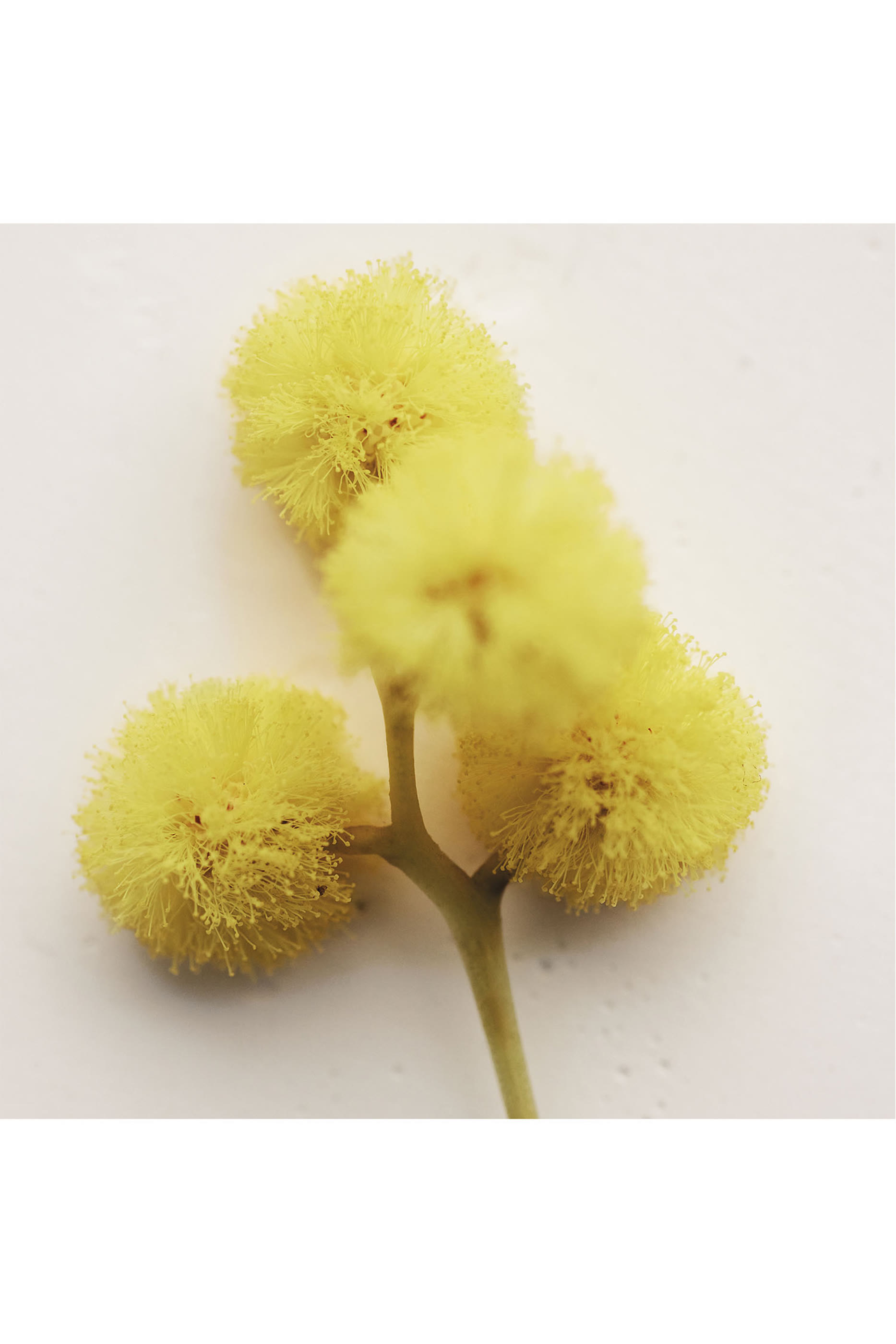 Atelier des Fleurs Herba Mimosa Eau de Parfum