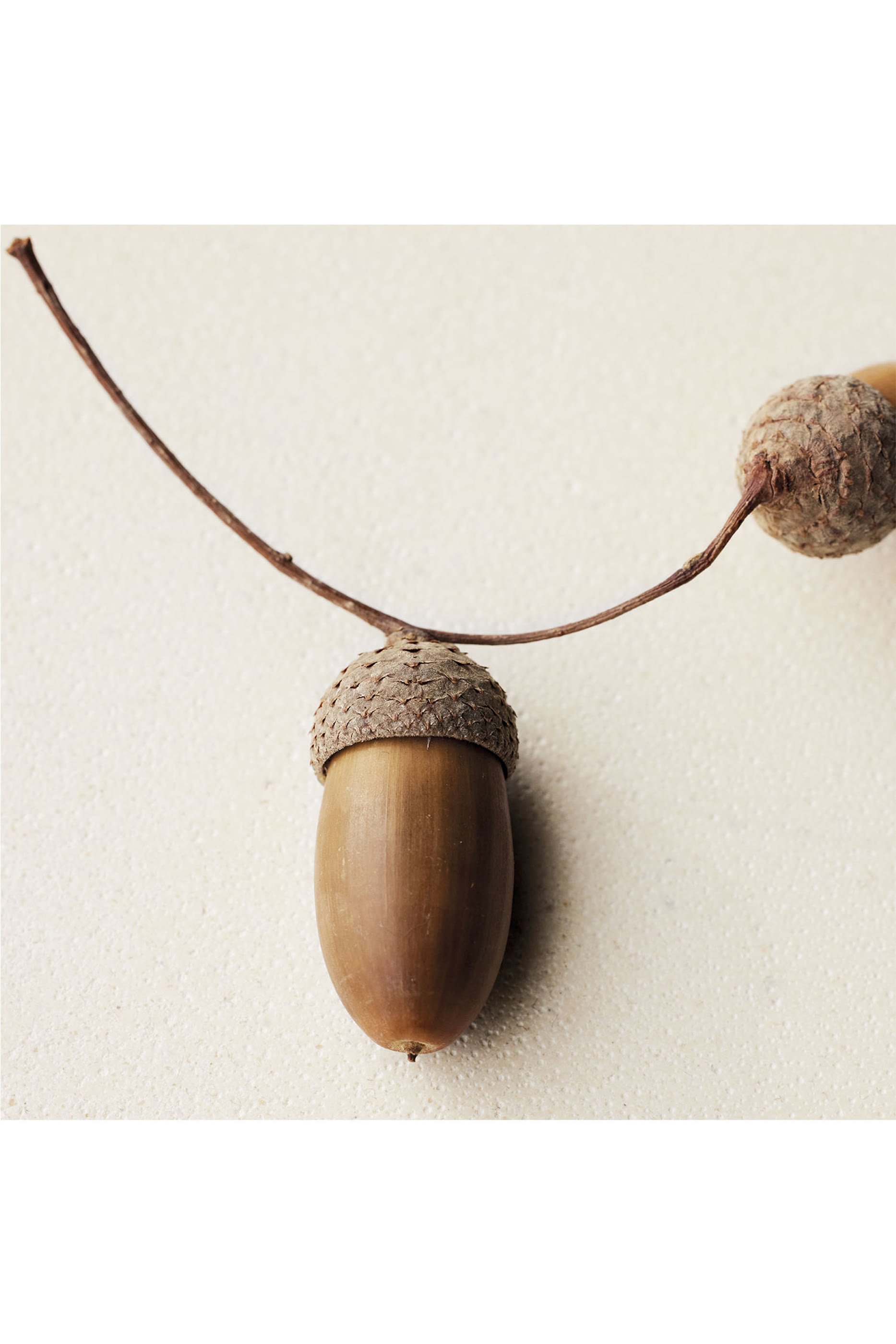 Atelier des Fleurs Ch&ecirc;ne Eau de Parfum