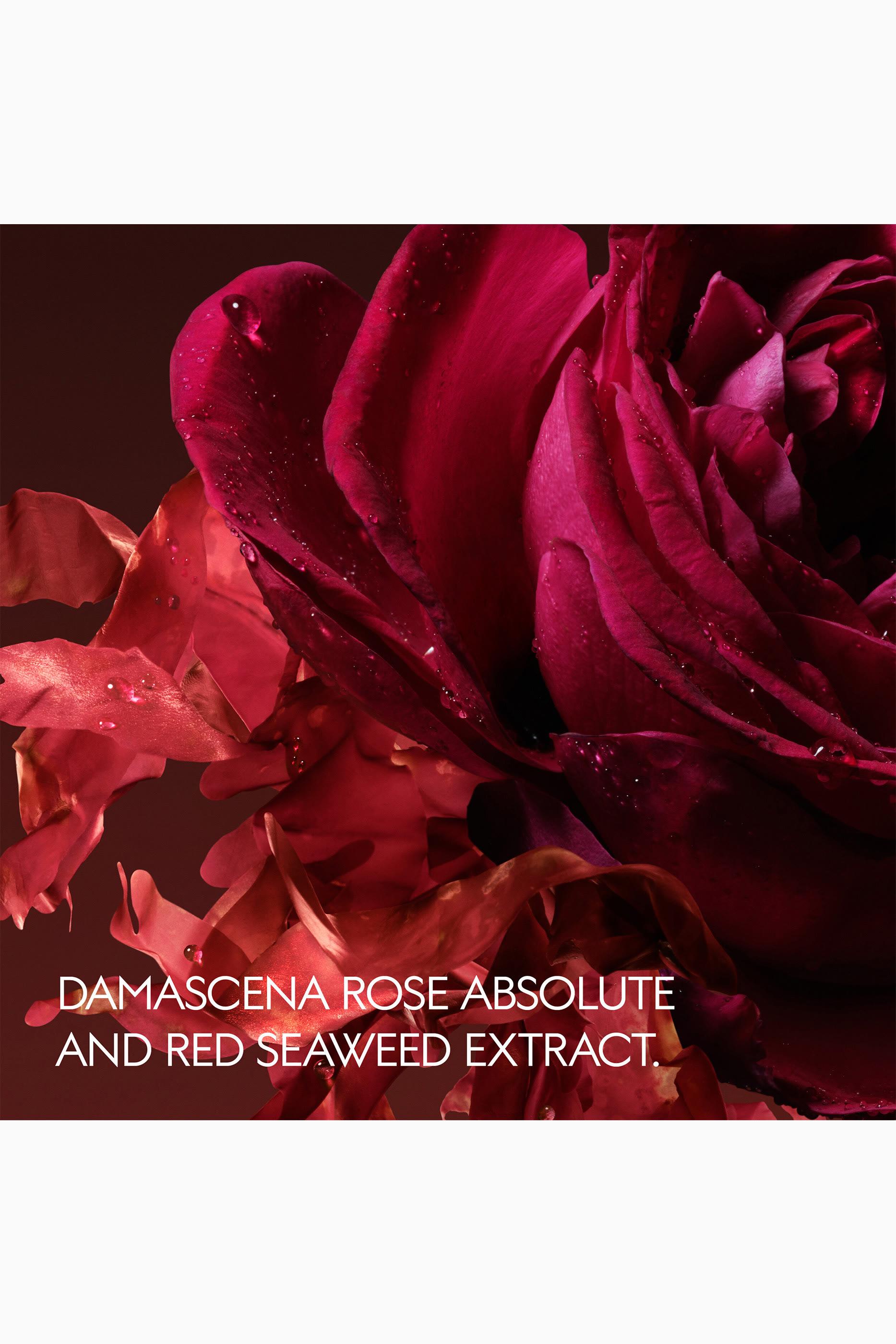 The Alchemist's Garden Rosa Incandescente Eau de Parfum 