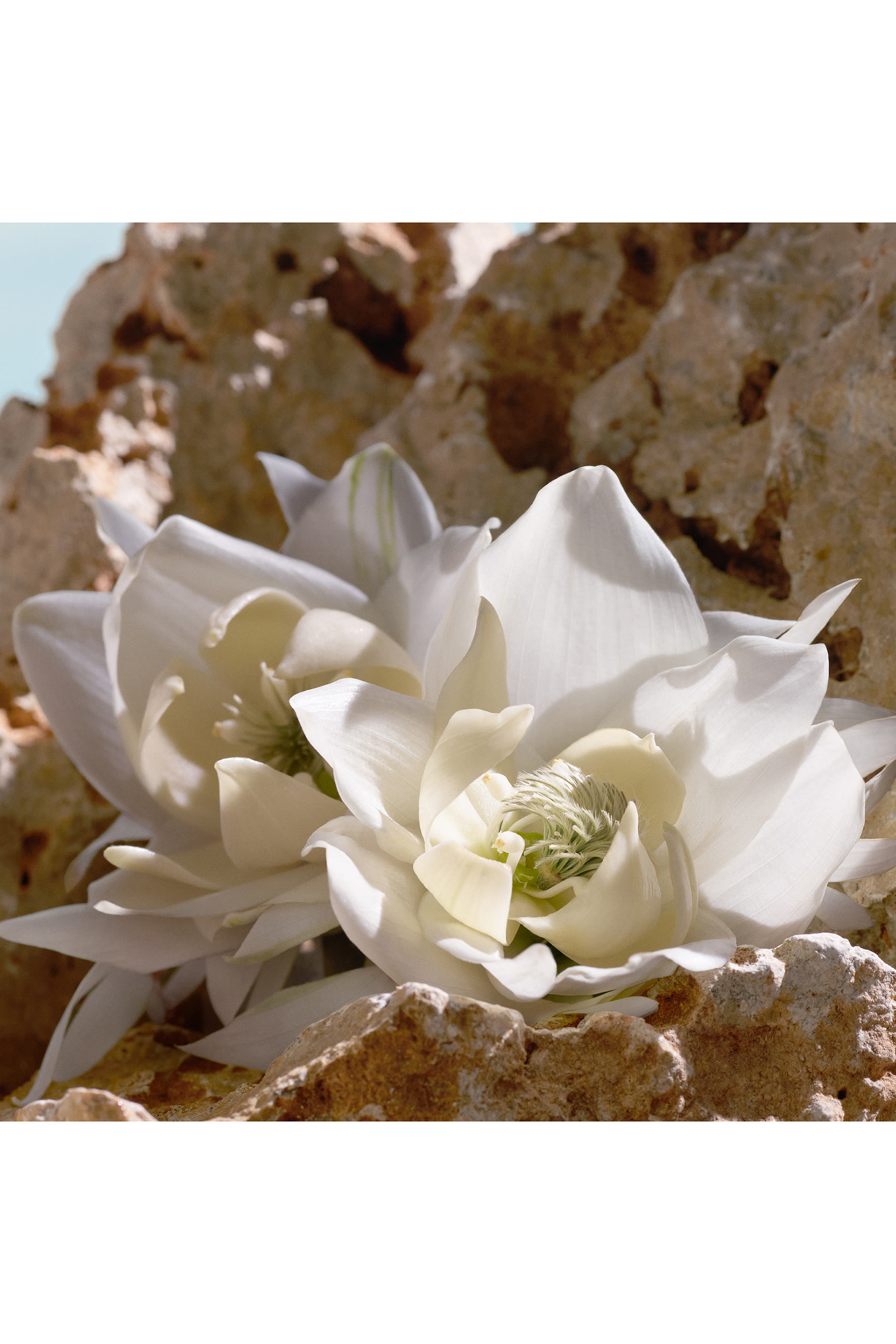 Q Elixir Eau de Parfum