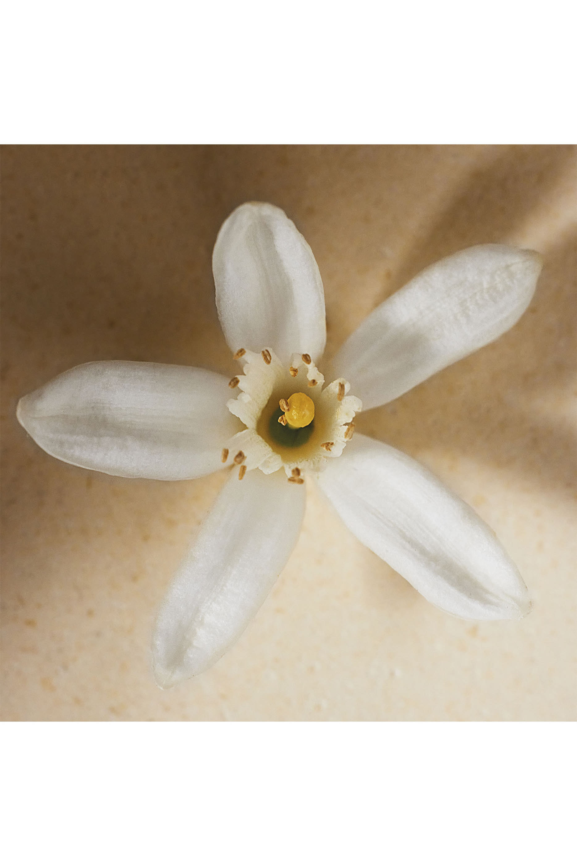 Atelier des Fleurs Neroli Eau de Parfum