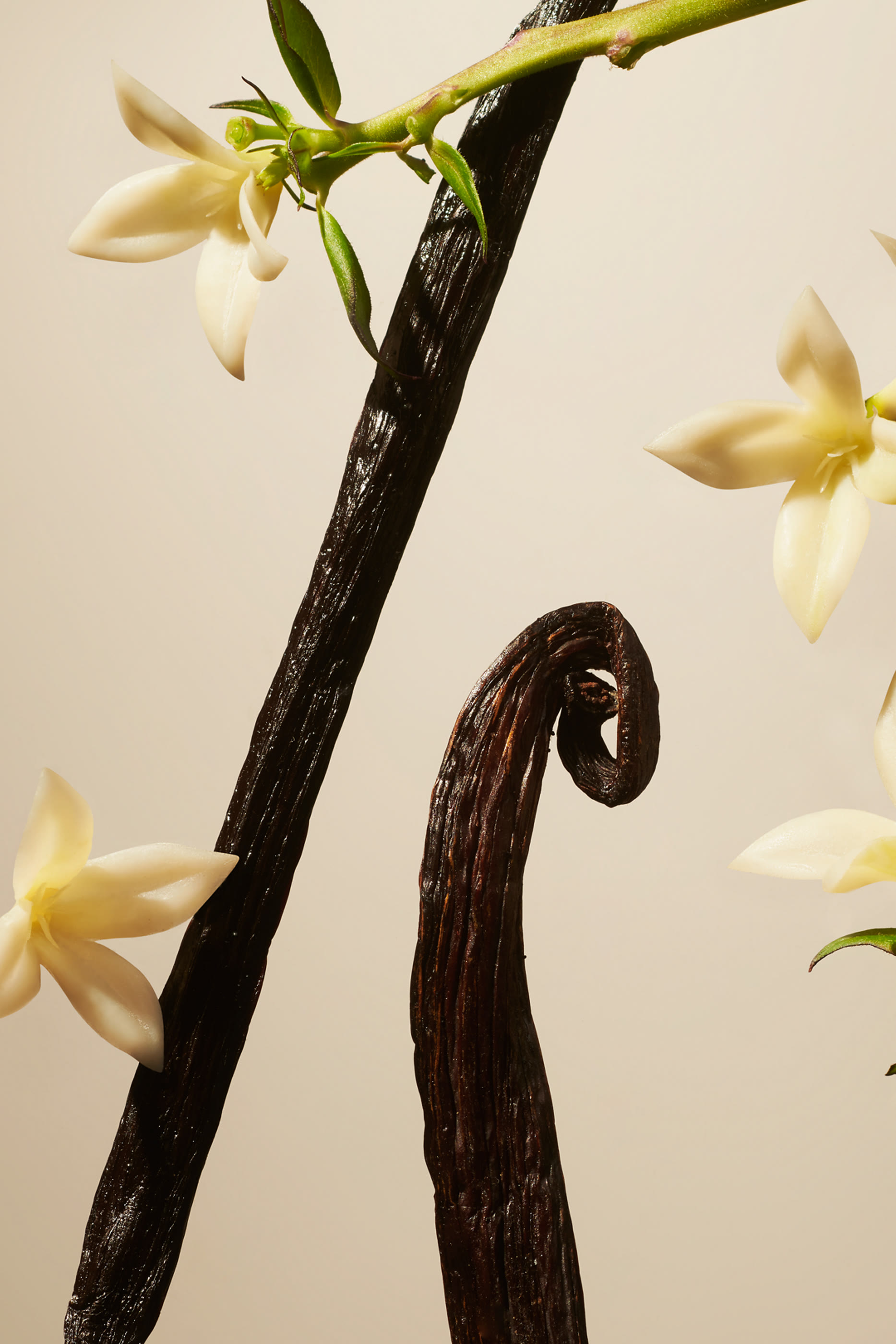 Suede Vanilla Scented Candle