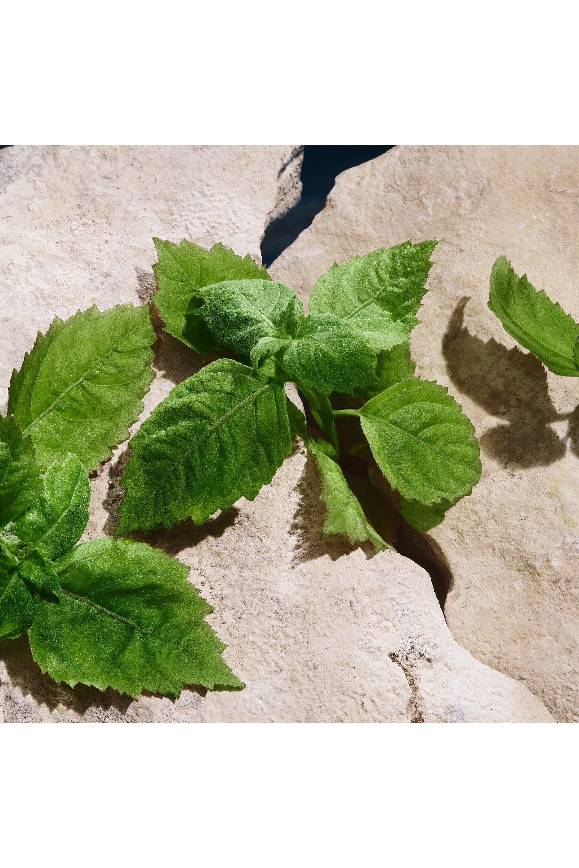 Light Blue Pour Homme Eau de Toilette