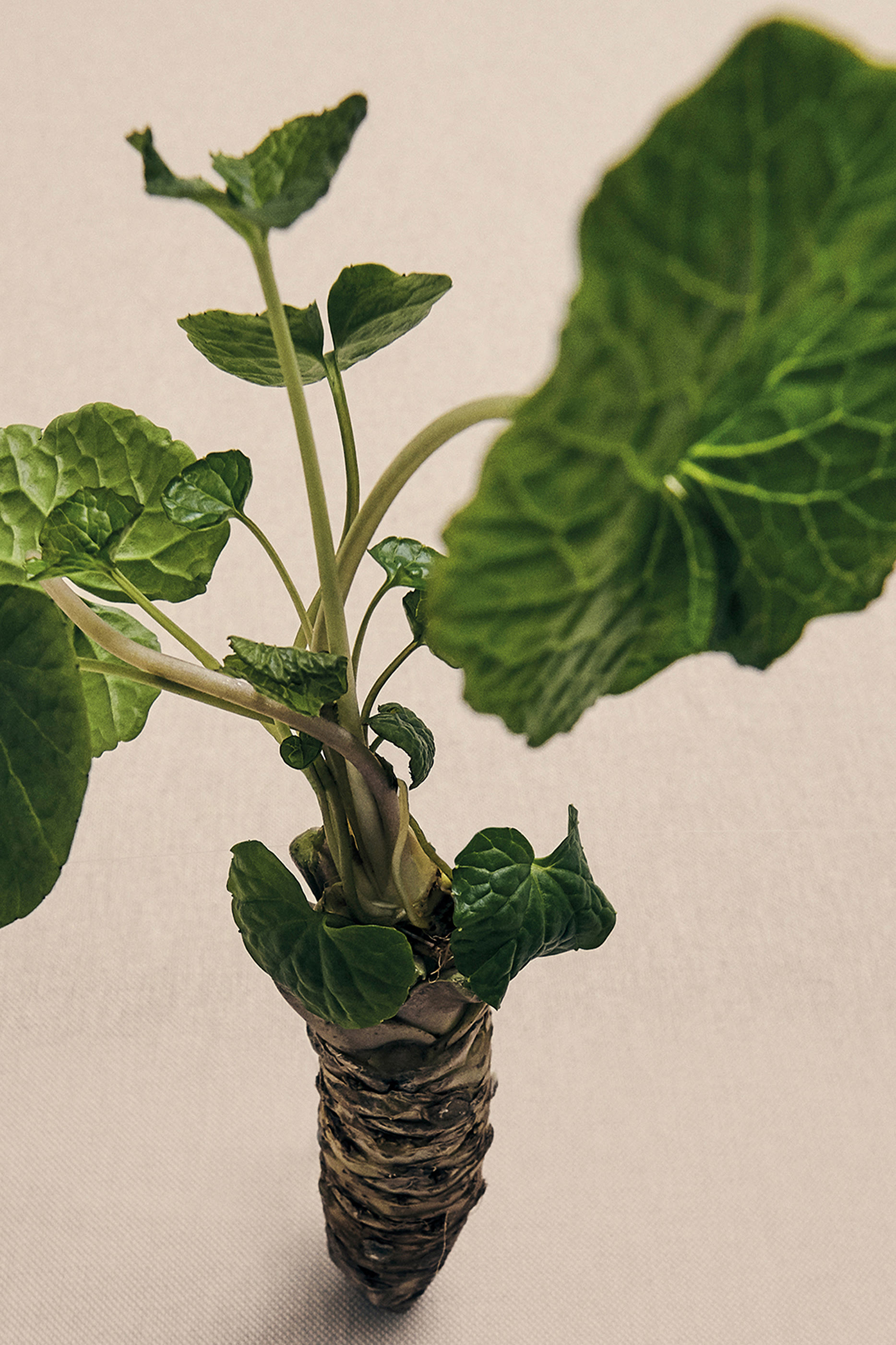 Wasabi Wax Candleholder