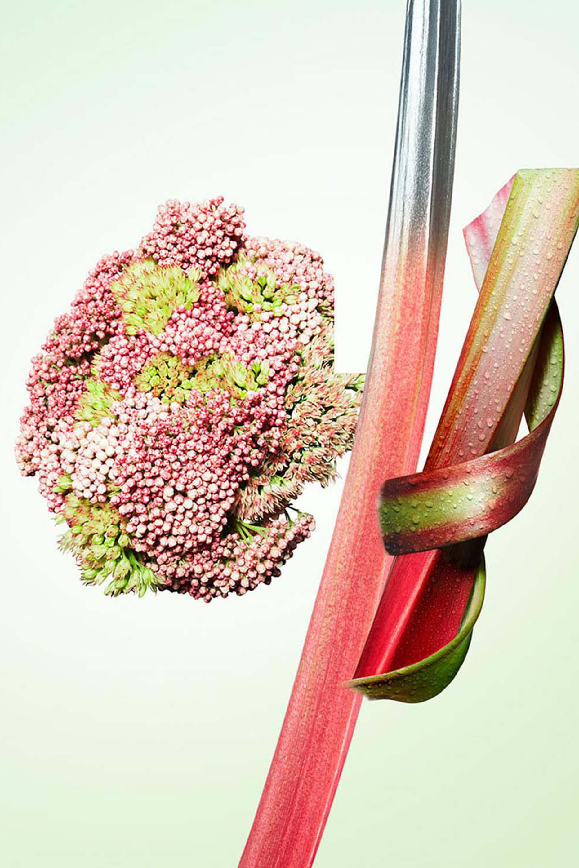 Infusion de Rhubarbe Eau de Parfum