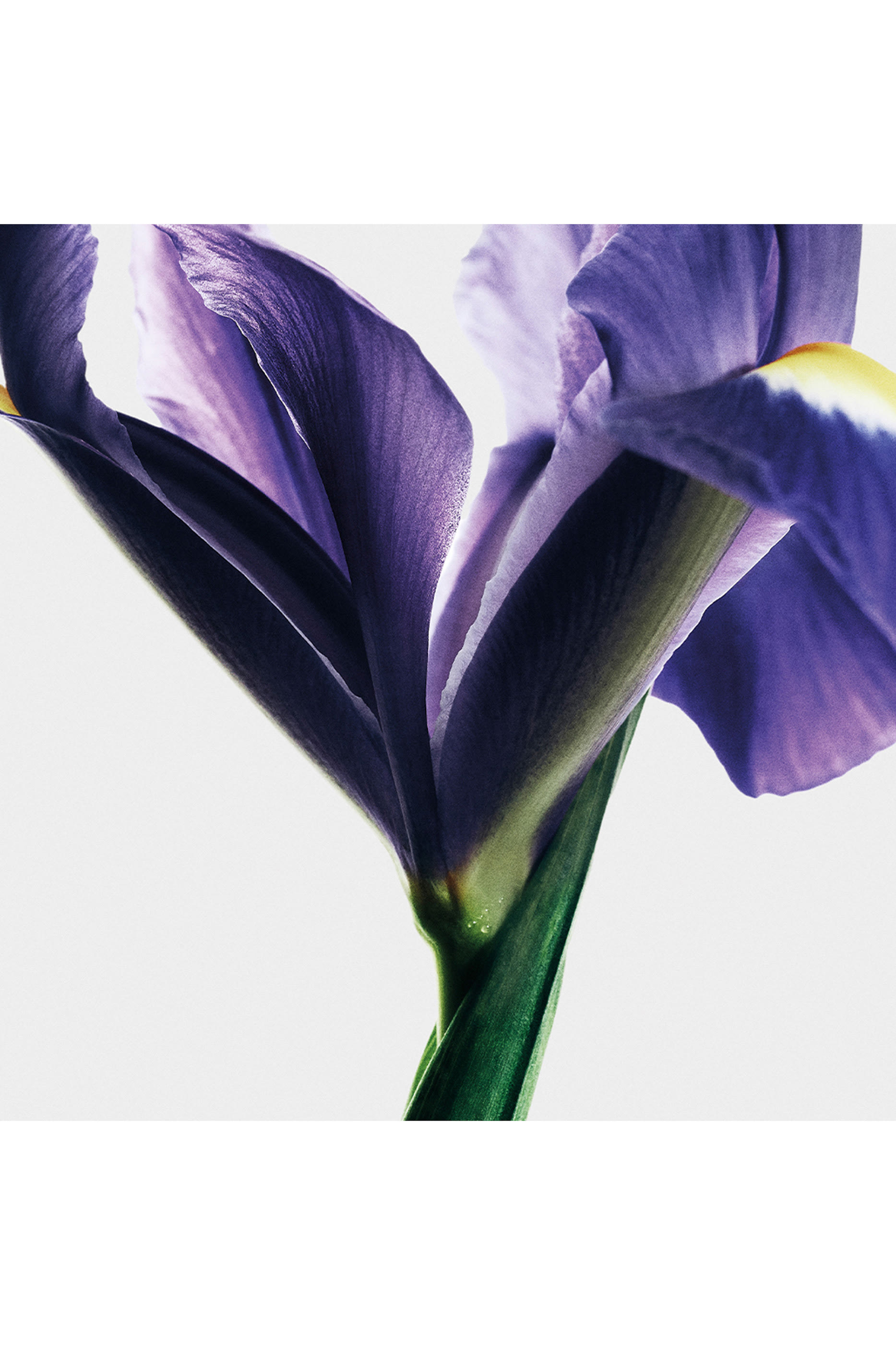 Iris Root Eau de Parfum