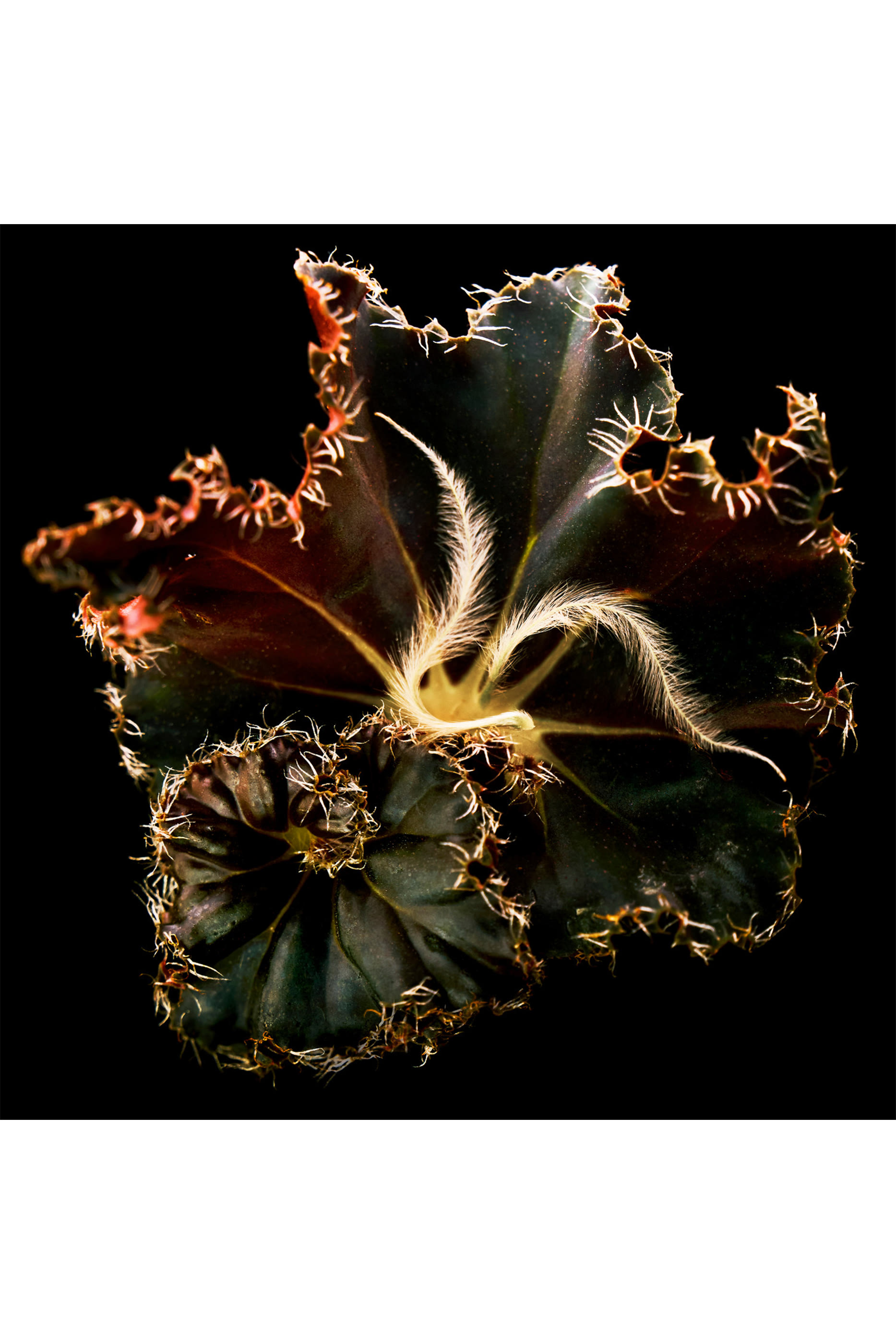 Mojave Ghost Absolu de Parfum